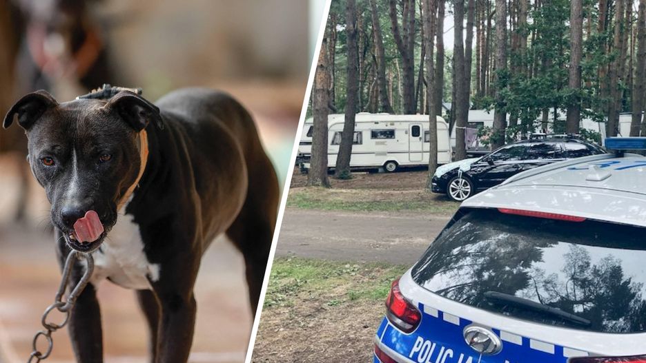 Agresywny pies zaatakował 34-latkę