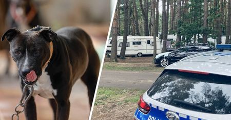 "Zaatakował z pełną agresją". Dramatyczne sceny na polu namiotowym