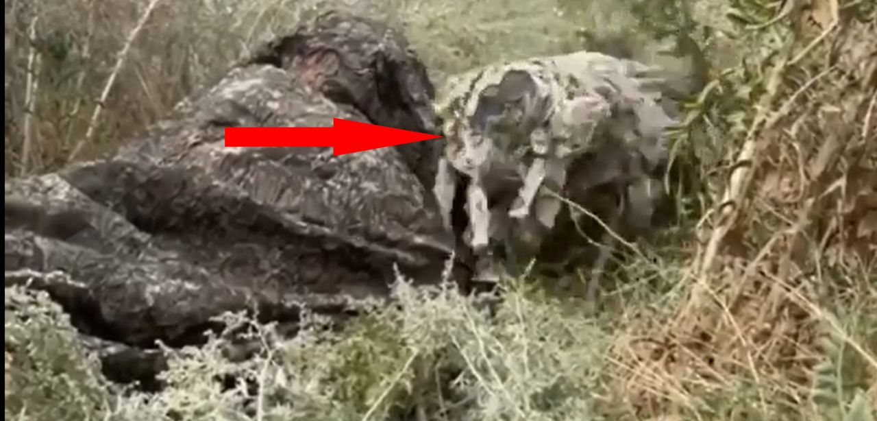 Ukrainian forces deploy advanced robotic dogs in frontline strategy