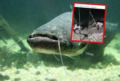 Gigantyczny sum złowiony na Warmii. A do rekordu wciąż daleko