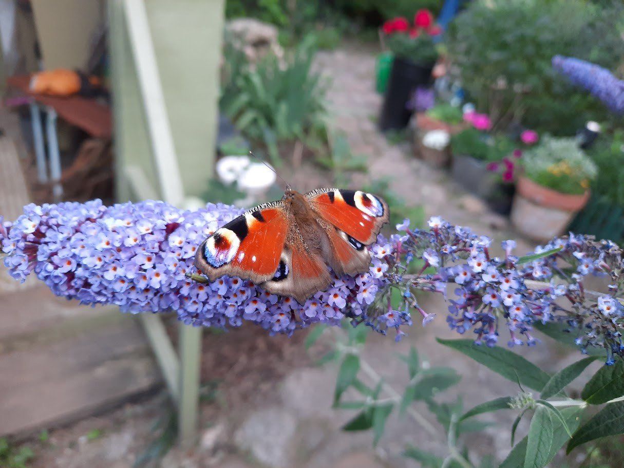 motyl