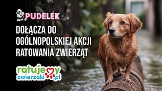 Pudelek zakończył zbiórkę dla zwierząt poszkodowanych w powodzi. JESTEŚCIE WIELCY! Zobaczcie, ile udało nam się WSPÓLNIE zebrać!