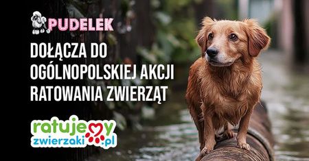 Pudelek zakończył zbiórkę dla zwierząt poszkodowanych w powodzi. JESTEŚCIE WIELCY! Zobaczcie, ile udało nam się WSPÓLNIE zebrać!