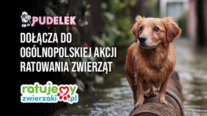 Pudelek zakończył zbiórkę dla zwierząt poszkodowanych w powodzi. JESTEŚCIE WIELCY! Zobaczcie, ile udało nam się WSPÓLNIE zebrać!