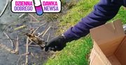 Usłyszał piski. Maleństwa wróciły do mamy