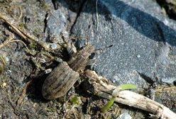 Turyści skarżą się na uciążliwego owada. Atakuje na pomorskich plażach