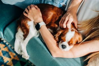 Pies chodzi za tobą krok w krok? Eksperci wyjaśniają, co to może oznaczać