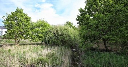 Susza. Wrocław łapie deszcz. Park Krzycki wykorzysta wody opadowe z terenów o powierzchni 68 hektarów