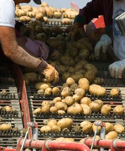 Europę zalewają ziemniaki z Polski. Jeden kraj importuje dziesiątki tysięcy ton