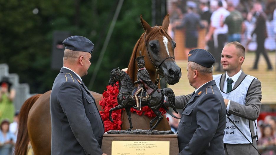 klacz Encarina