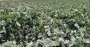 Rzepak. Przygotowanie do kwitnienia po przymrozkach