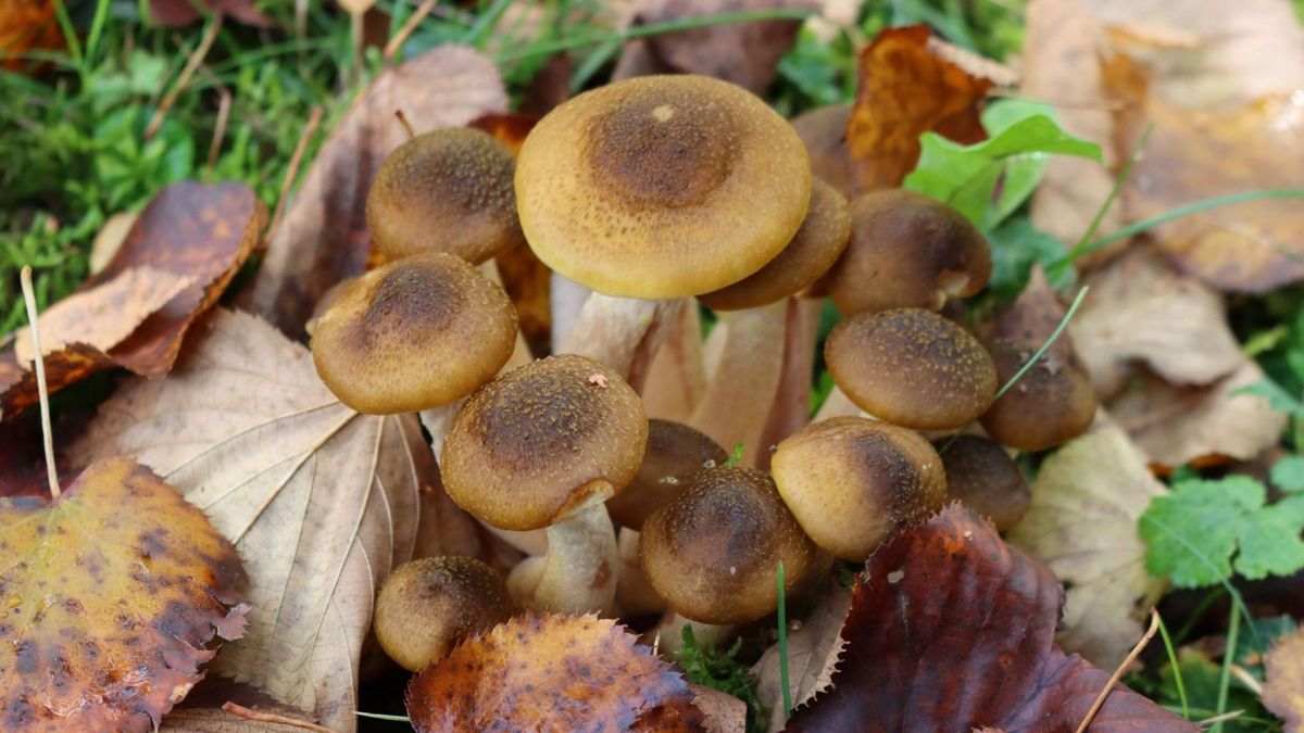 Opieńki to popularne grzyby jadalne, które mają znakomity i oryginalny smak.