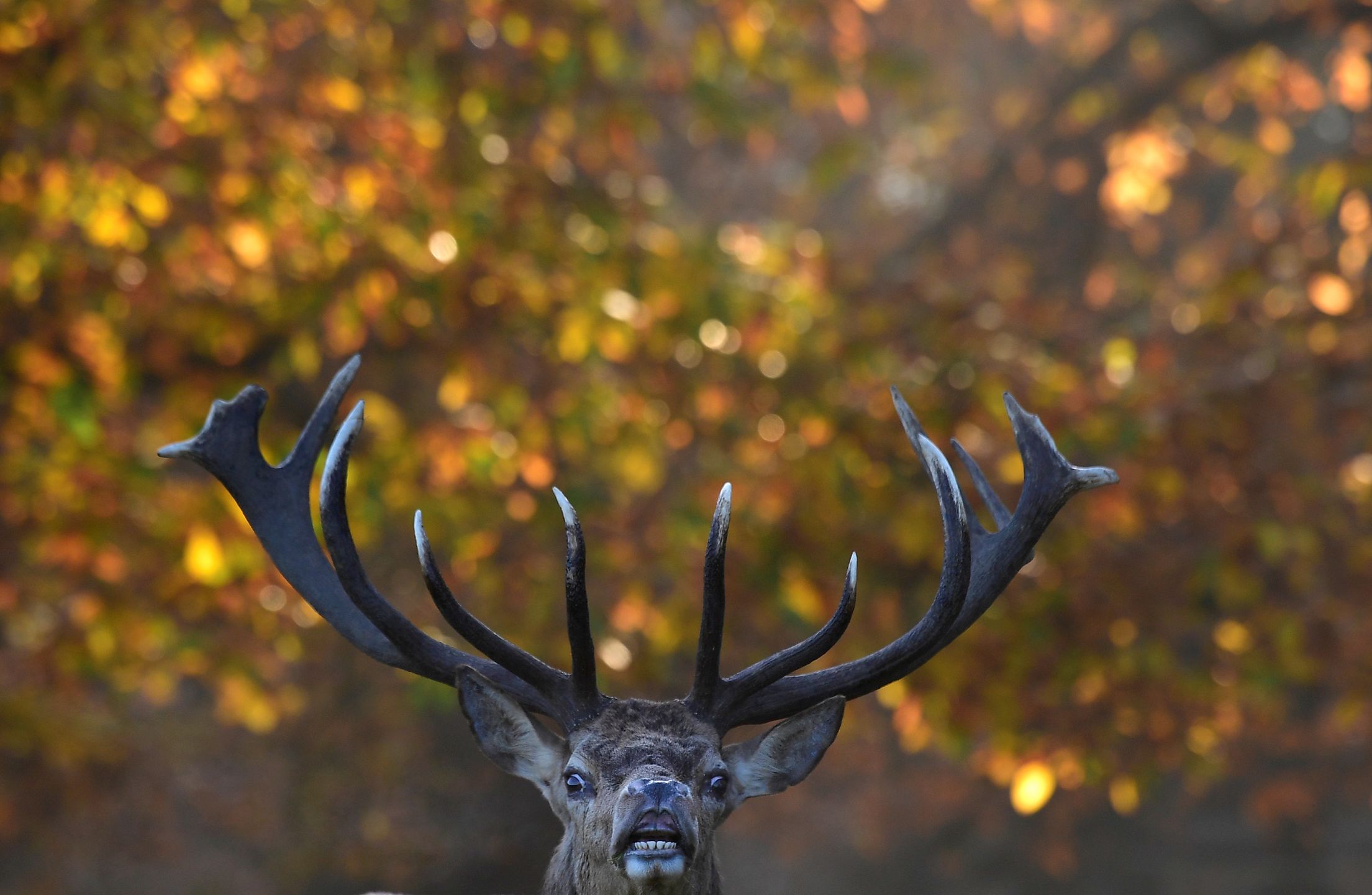 Walka jeleni na rykowisku wygląda spektakularnie! Fotograf miał farta 3