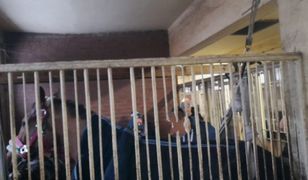 Koń o krok od śmierci. Sprytny pomysł strażaków