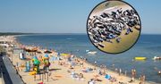 Była 7.45, a na plaży w Mikoszewie takie widoki. Uchwyciła je kamera