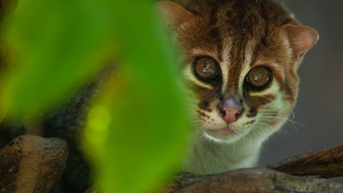 Fotopułapki w Tajlandii uchwyciły kotka kusego