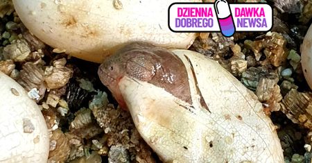 Wyglądają jak małe dinozaury. Wykluły się w Warszawie