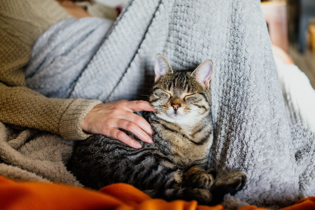 Koty lubią spać obok swoich właścicieli, ponieważ czują się bezpiecznie