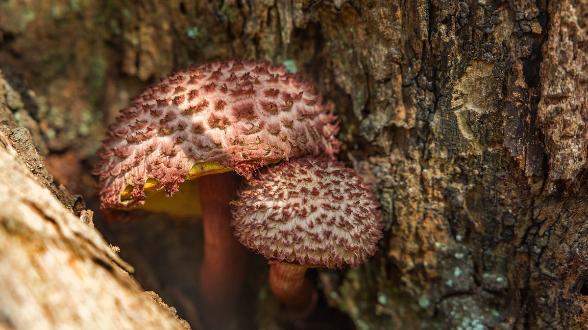 SYDNEY, AUSTRALIA - JUNE 01: Northbridge Wreck Bay Track on Sydney's North Shore on June 01, 2025 in Sydney, Australia. (Photo by Steve Christo - Corbis/Corbis via Getty Images)