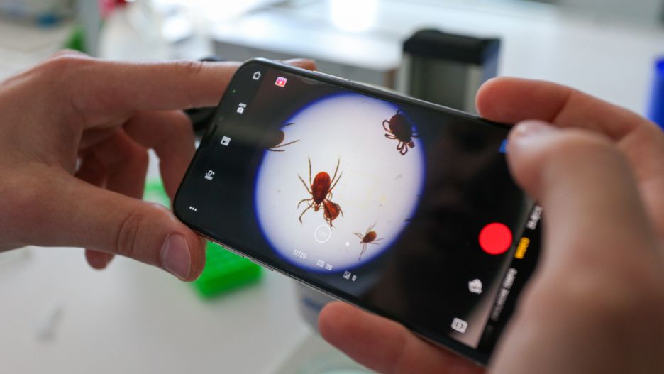 Zielona Góra, 05.07.2024. Naukowcy i studenci z Uniwersytetu Zielonogórskiego przeprowadzają badania populacji kleszczy, 5 bm. Z dotychczasowych badań wynika, że co czwarty kleszcz znaleziony na terenie miasta był zarażony: krętkami boreliozy, babeszjozą, anaplazmozą, riketsjozą, lub kombinacją tych patogenów. (amb) PAP/Lech Muszyński