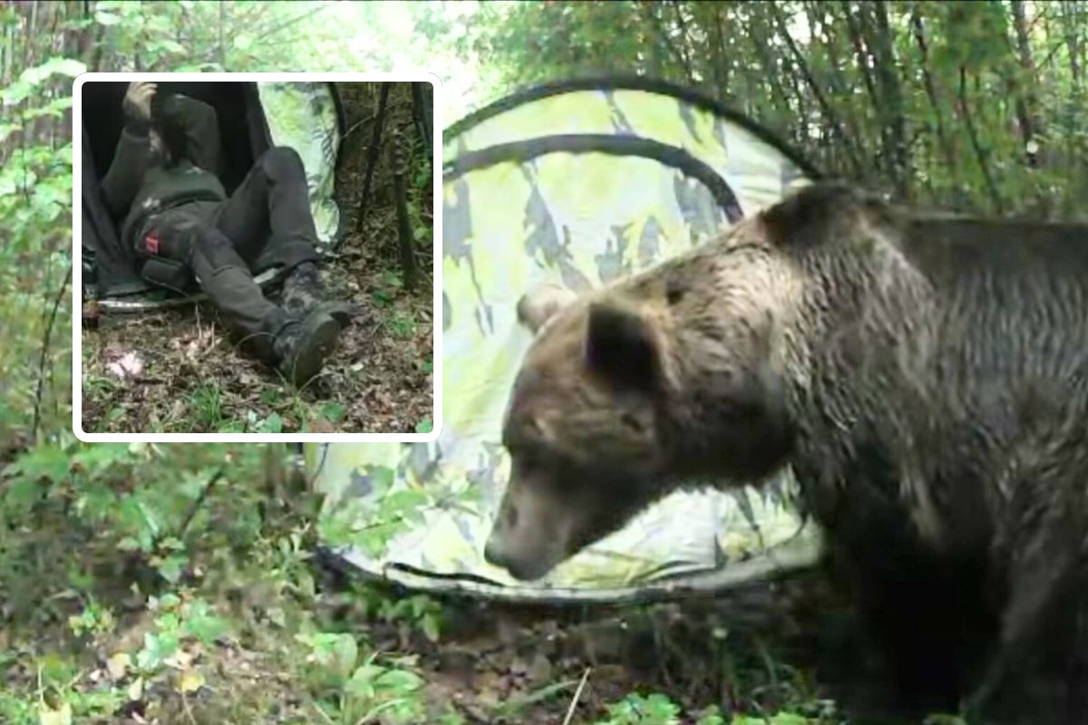 Niedźwiedź podszedł pod namiot. Wszystko nagrała kamera