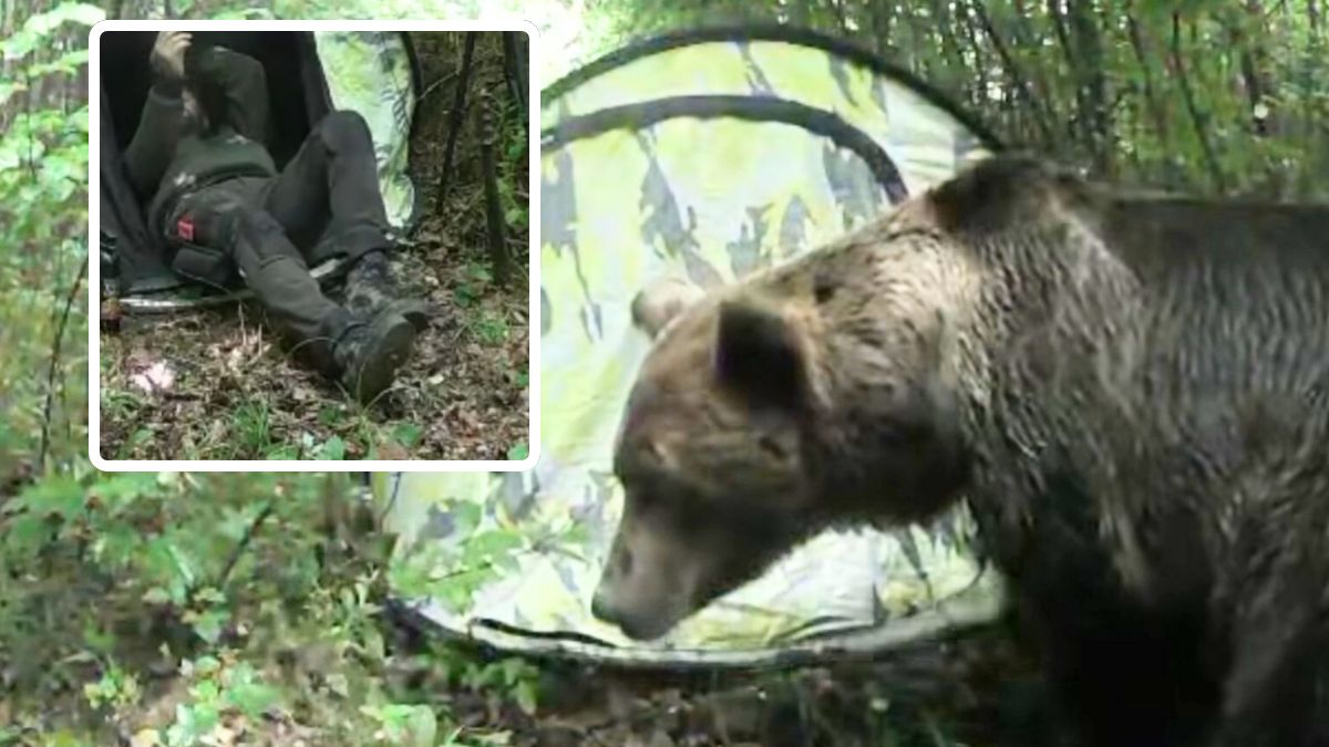 Niedźwiedź podszedł pod namiot. Wszystko nagrała kamera