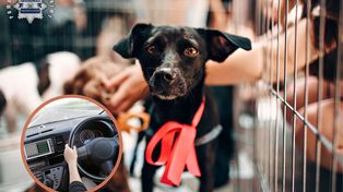 Kędzierzyn-Koźle: Przyjechał do schroniska adoptować psa. Pracownice od razu wezwały policję