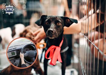 Kędzierzyn-Koźle: Przyjechał do schroniska adoptować psa. Pracownice od razu wezwały policję