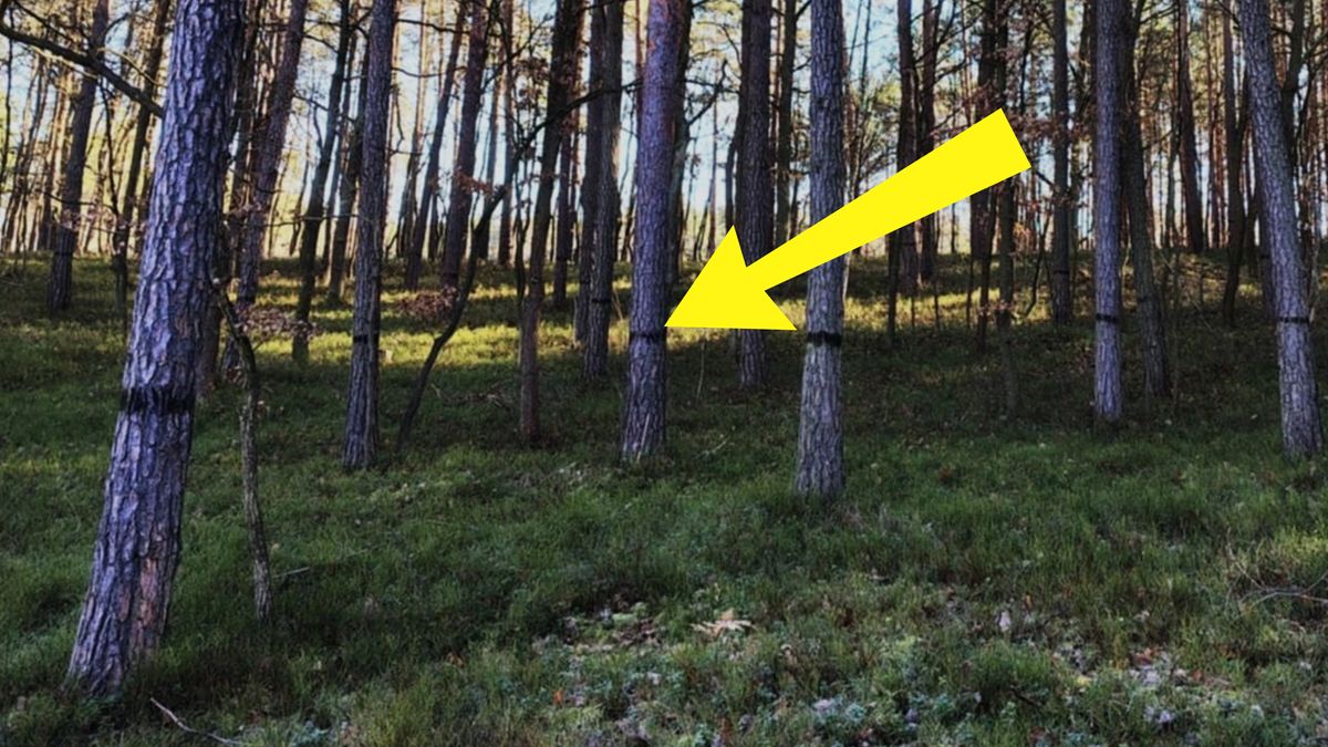 Czarne opaski na drzewach. Leśnicy zabrali głos.