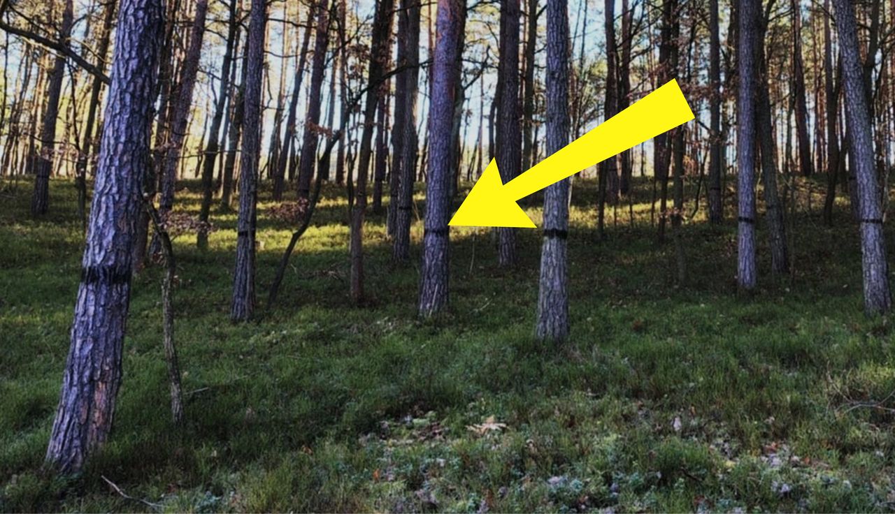 Czarne ślady na drzewach. Leśnicy tłumaczą