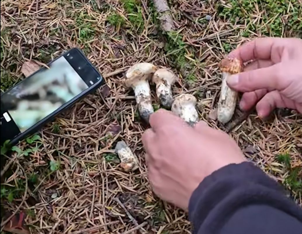 Gąski znalezione w lesie