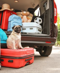 Co zrobić z psem podczas wyjazdu na wakacje, by nie narazić go na stres i dyskomfort?