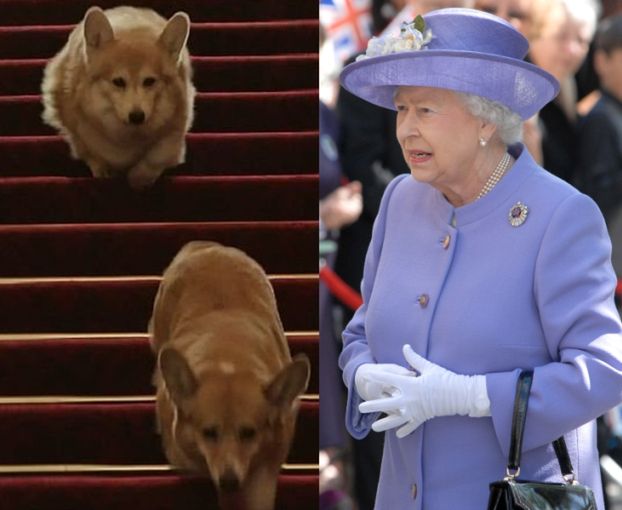 Nie żyje ukochany pies królowej Elżbiety