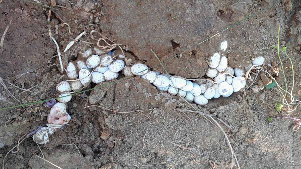 Jajka, z których wyszły zaskrońce