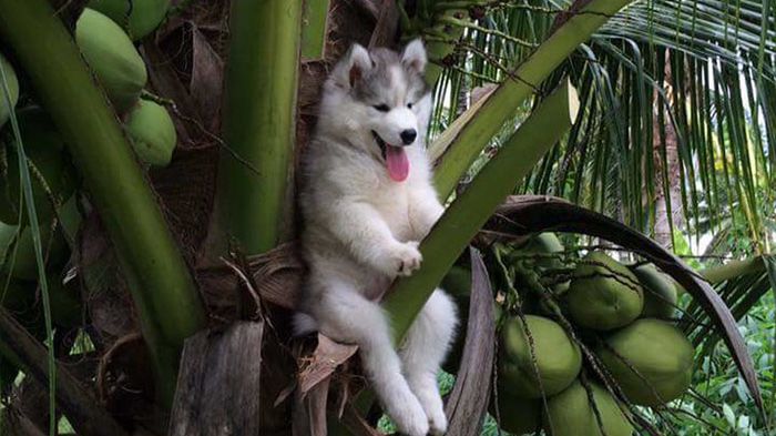 Ten Husky utknął na palmie. Komiczne zdjęcie rozpoczęło photoshopową bitwę 1