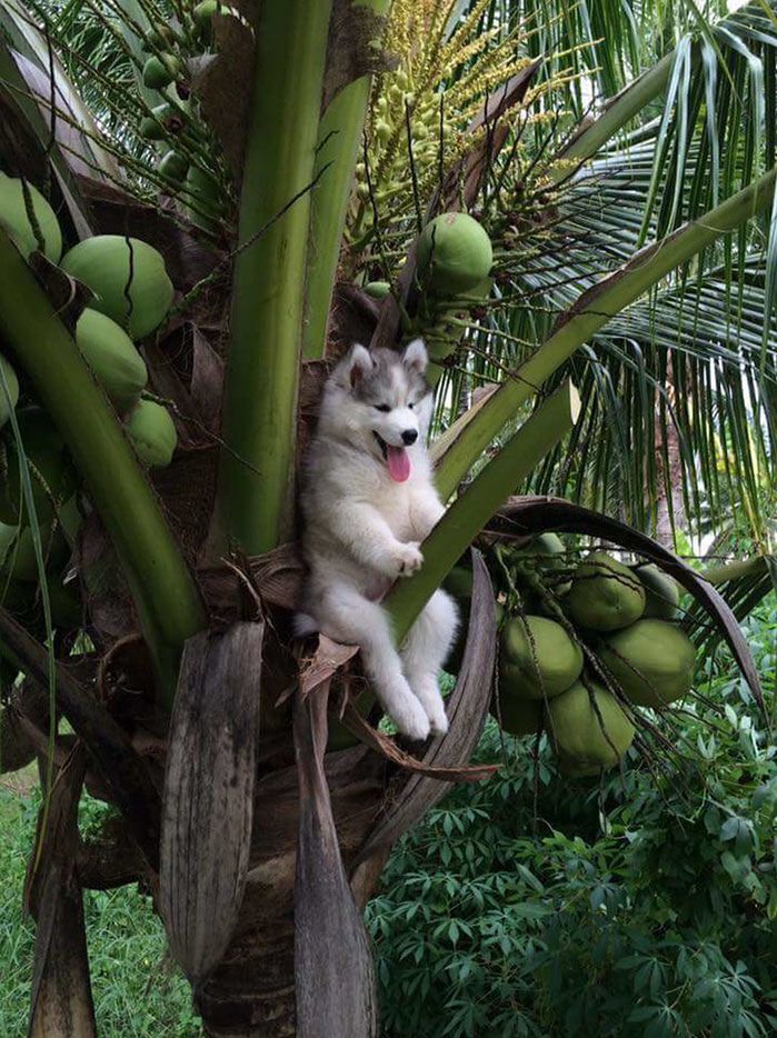 Ten Husky utknął na palmie. Komiczne zdjęcie rozpoczęło photoshopową bitwę