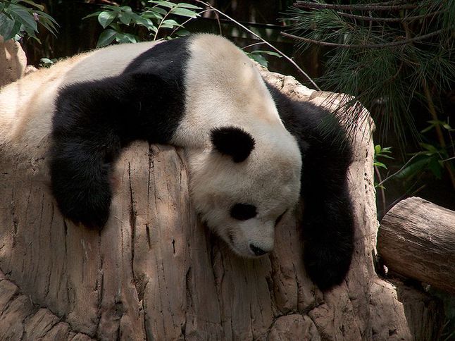 panda (fot. wikipedia)