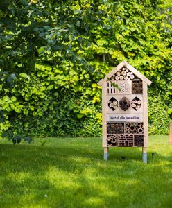 Wrocław. Hotele dla owadów. Nietypowa akcja w centrum