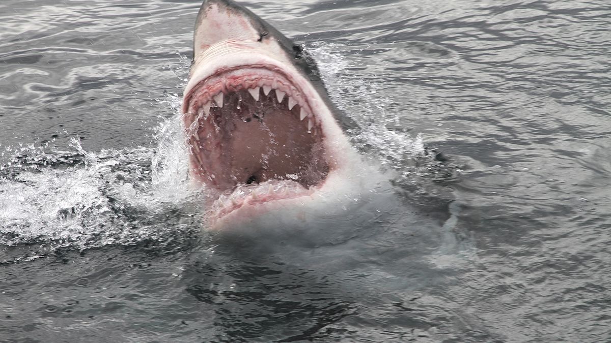 W Marsa Alam doszło do ataku rekina na turystów