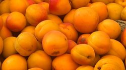 Morele to dobra słodycz. Dbają o serce, jelita i opóźniają oznaki starzenia