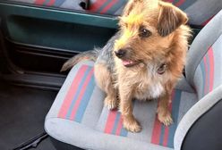 Pies wypadł z pędzącego Cinquecento. Kierowca pijany