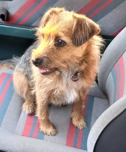 Pies wypadł z pędzącego Cinquecento. Kierowca pijany