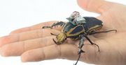 Hackowanie natury: zdalnie sterowany, żywy chrząszcz. Hybryda owada i robota