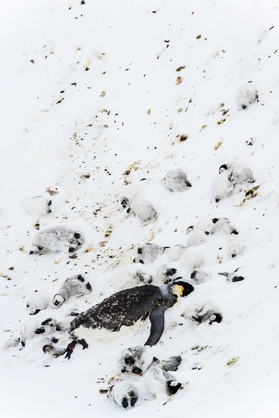 Zachwycająca natura Ziemi na zdjęciach z konkursu Nature Photographer of the Year 2015 16