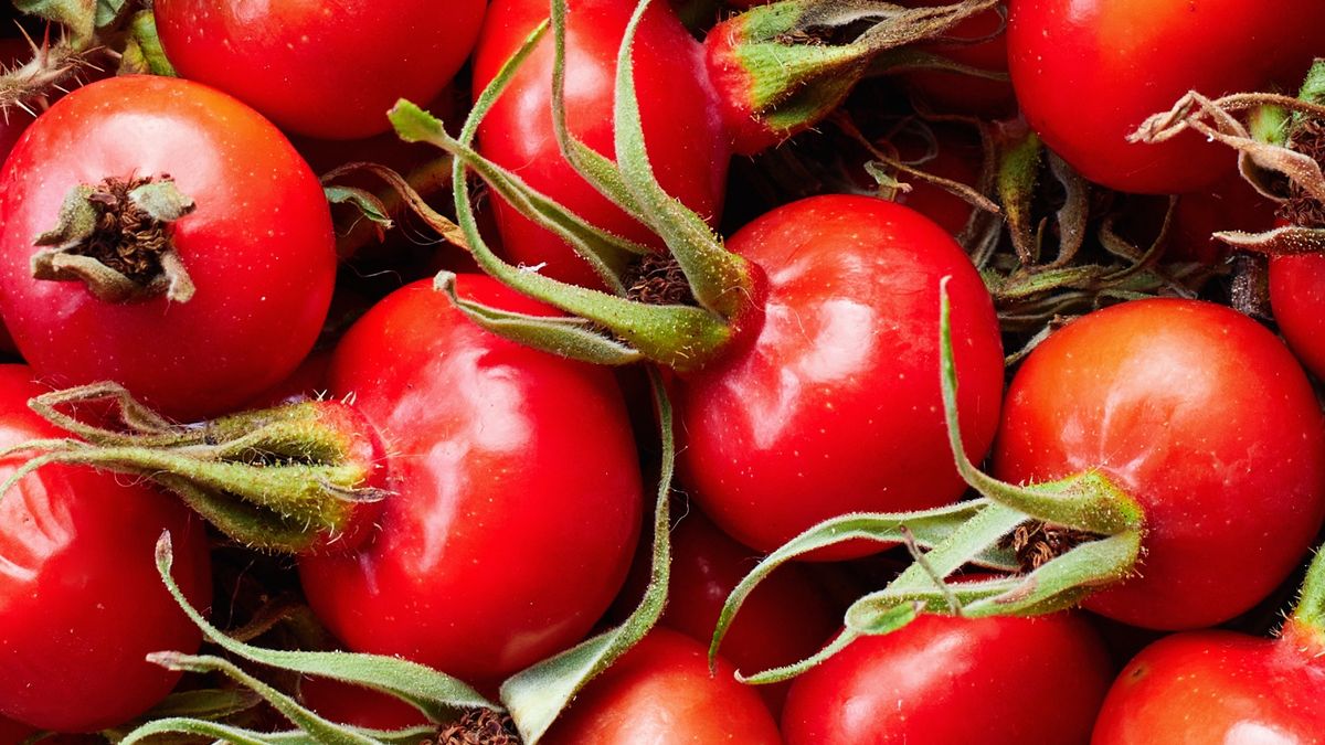 Rusza sezon na zbiory dzikiej róży