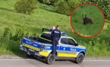 "Ręce nie mają gdzie opadać". Policja interweniowała ws. niedźwiedzi