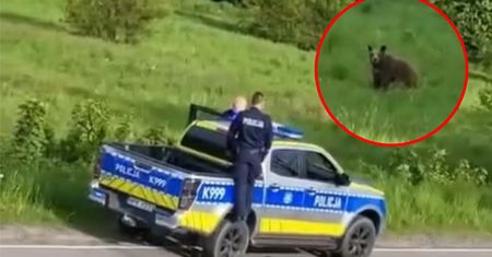 "Ręce nie mają gdzie opadać". Policja interweniowała ws. niedźwiedzi