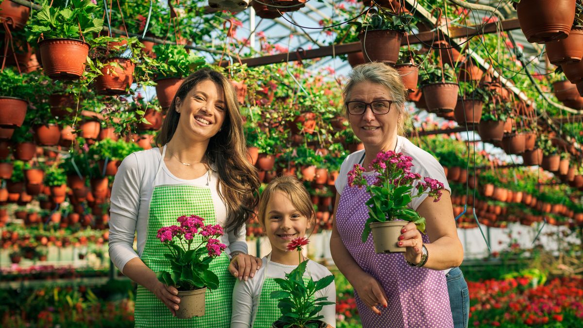 Grandmother, mother and daughter posing for photo while holding flowers in greenhouse.
woman, greenhouse, female, garden, people, flower, young, florist, beautiful, summer, spring, occupation, plant, business, flowers, smile, gardening, gardener, growth, happy, worker, green, caucasian, smiling, person, working, adult, work, floral, worker with tablet, care, retail, indoors, women working, technology, girl with flowers, lady worker, notebook, lifestyles, copy space, family business, mature woman, senior woman, child, daughter, grandmother, 30's, 50's