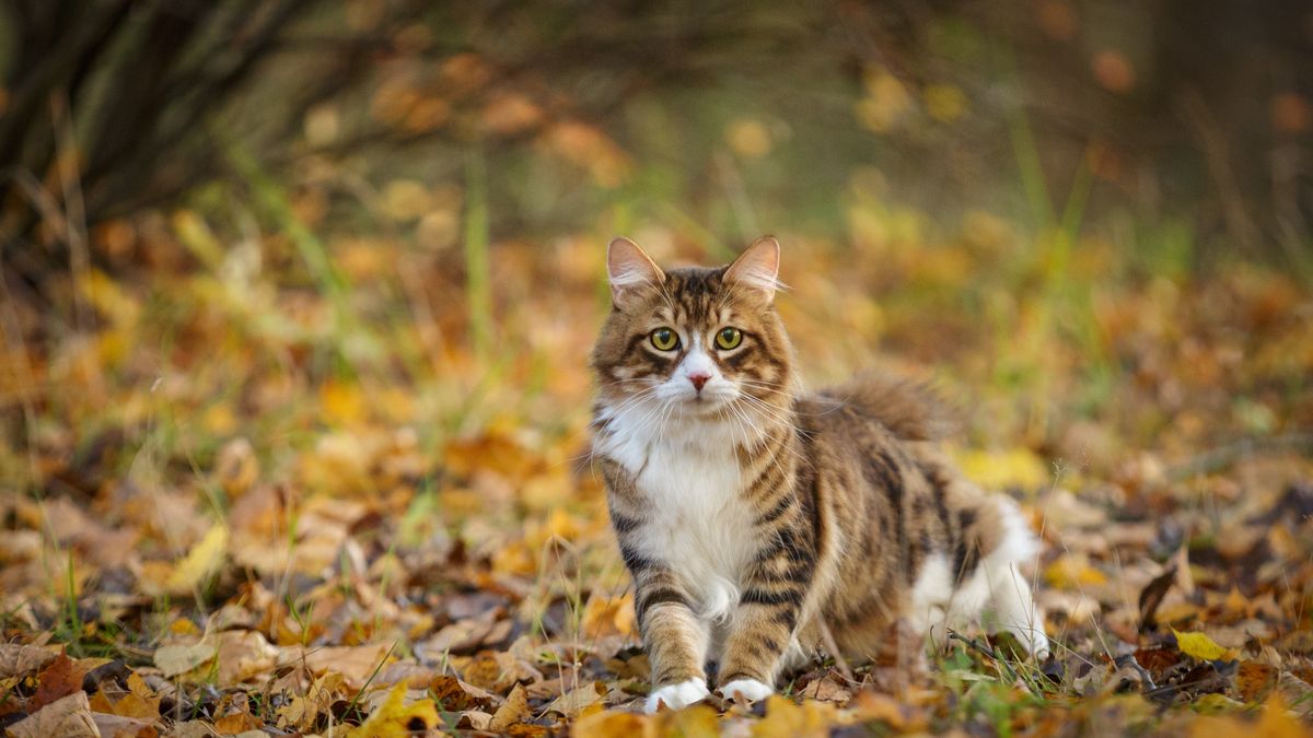 Leśnicy przygotowali to na Dzień Kota. "Kot to dla naszej rodzimej fauny niemałe zagrożenie"