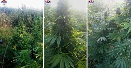 Plantacja marihuany w Poleskim Parku Narodowym. Policjanci zatrzymali plantatora